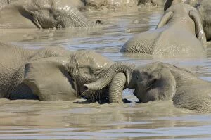 Images Dated 13th April 2006: African Elephants trunk-wrestling while playing in waterhole