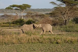 Images Dated 23rd December 2010: African Elephants - young bulls jousting