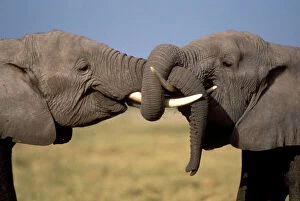 Play Fighting Collection: African Elephants Youngsters playing