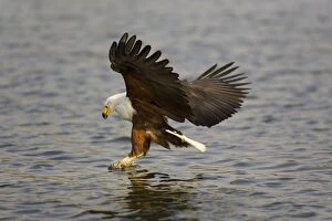African Fish Eagle - Catching a fish in the Kafue River