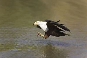 Images Dated 7th September 2006: African Fish Eagle - Comes flying in order to catch