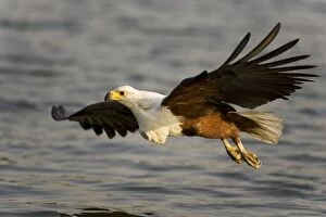 African Fish Eagle - Comes flying in order to catch