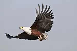 Botswana Prints: African Fish Eagle - in flight - Okavango River - Botswana
