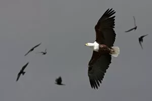 African fish eagle - Single adult in flight