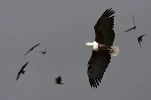 Massive Prints: African fish eagle - Single adult in flight, Wiltshire, England, UK