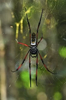 Images Dated 14th January 2008: African Golden Orb-web Spider - Andasibe-Mantadia National Park - Madagascar