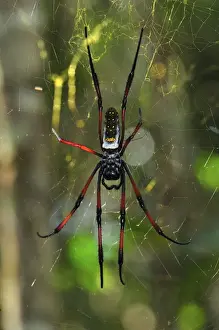 Madagascar Prints: African Golden Orb-web Spider - Andasibe-Mantadia National Park - Madagascar