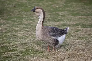Bill Prints: African Goose - with knobbed bill and dewlap - Cotswold Farm Park Temple Guiting - UK
