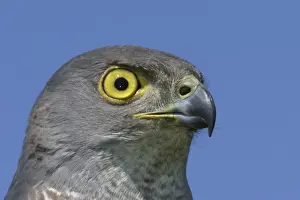 Goshawks Prints: African Goshawk Cape Province. South Africa
