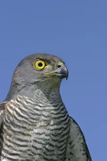 African Goshawk Cape Province. South Africa. Africa
