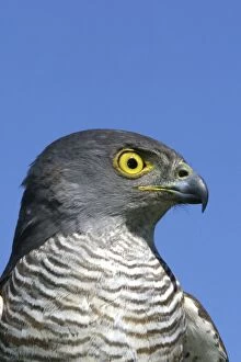 Images Dated 27th October 2003: African Goshawk Cape Province. South Africa. Africa