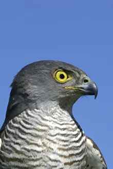 African Goshawk Cape Province. South Africa. Africa