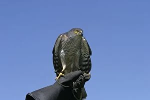 African Goshawk - perched on persons hand