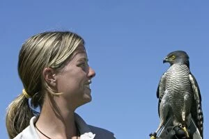 Images Dated 27th October 2003: African Goshawk - with woman