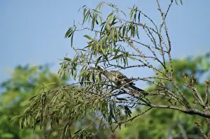 Hornbills Prints: African Grey Hornbill Comoe, Ivoery Coast. January