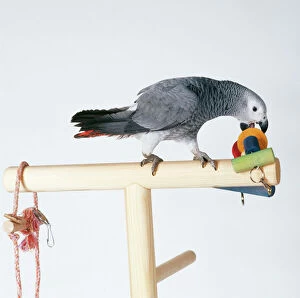 Parrots Collection: African Grey Parrot