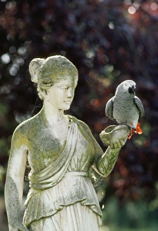 African Grey Parrot