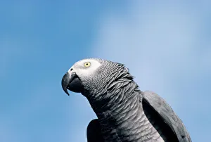 African Grey Parrot