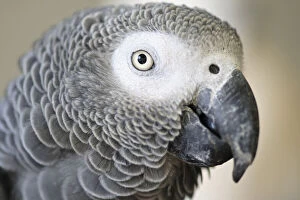 African Grey Parrot face close-up