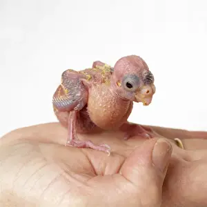 Bald Prints: African Grey Parrot - hand rearing chick