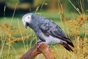 Parrots Collection: African Grey Parrot Ivory Coast