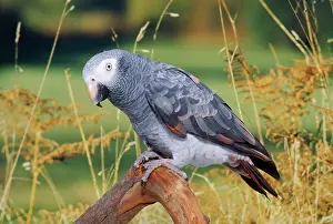 Parrots Prints: African Grey Parrot Ivory Coast