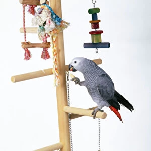African Grey PARROT - on perched with toys