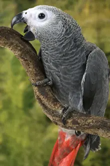 African Grey Parrot. Rainforest - Concuati - Congo