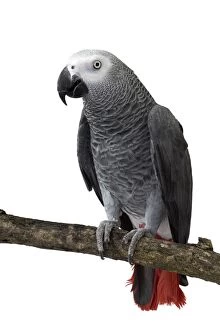 African Grey Parrot sitting on a branch