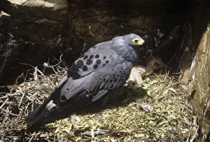 African Harrier-hawk - at nest with chick