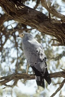 Images Dated 23rd March 2010: African Harrier-hawk - perched on branch, rear view 