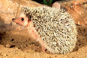 Images Dated 28th February 2007: African Hedgehog, Erinaceus sp, Native to