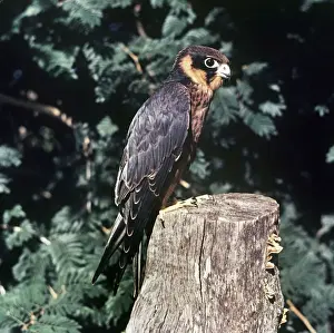 Juveniles Prints: African Hobby