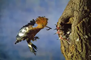 Hoopoe Prints: African Hoopoe - feeding young