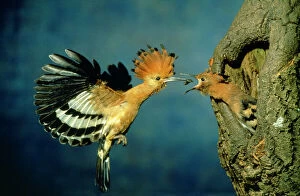 Beak Open Collection: African Hoopoe - In flight - feeding brooding partner