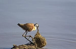 Images Dated 26th September 2010: African Jacana - Investigates a bale of grass for