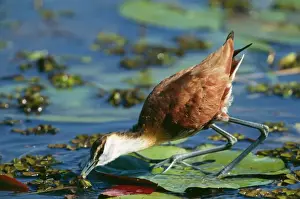 Juvenile Prints: African Jacana / Lotus Bird / Lily Hopper CH 5968 Juvenile