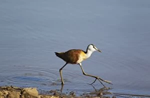 Images Dated 26th September 2010: African Jacana - In search of food at the lakeshore