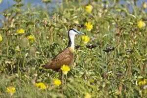 African Jacana - In thick vegetation