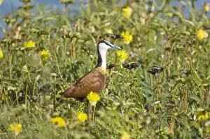 Jacanas Prints: African Jacana - In thick vegetation - Okavango - Botswana