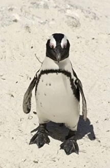 Images Dated 12th December 2003: African / Jackass Penguin on the beach - South Africa