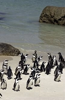 Images Dated 12th December 2003: African / Jackass penguins on the beach - The Cape South Africa
