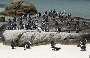 Images Dated 12th December 2003: African / Jackass Penguins on the beach - South Africa