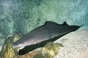 Egypt Prints: African Knifefish - Electric. River Nile, Egypt