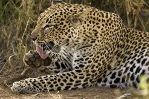 Balance Gallery: African Leopard, Panthera pardus, grooming