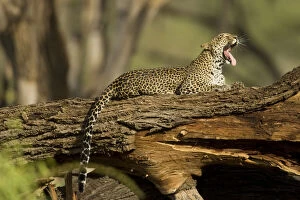 Balance Gallery: African Leopard, Panthera pardus, yawning
