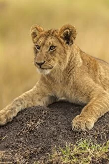 Images Dated 9th July 2010: African Lion