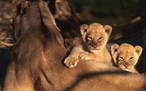 Images Dated 7th March 2012: African Lion - 6 week old cubs by mother - Moremi, Botswana