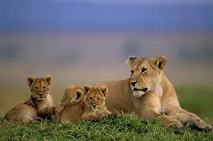 Big Cat Prints: African Lion - Adult and young - Maasai Mara National Reserve - Kenya - Africa JFL02232