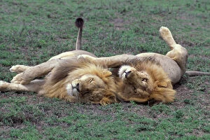 Lions Collection: African Lion - brothers resting - Ngorongoro Conservation Area - Tanzania